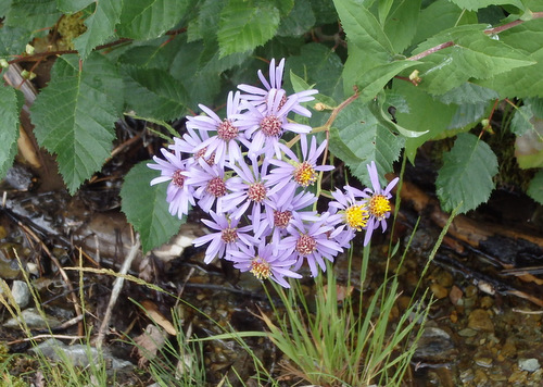 GDMBR: Roadside Flowers on NF-4353, MT.